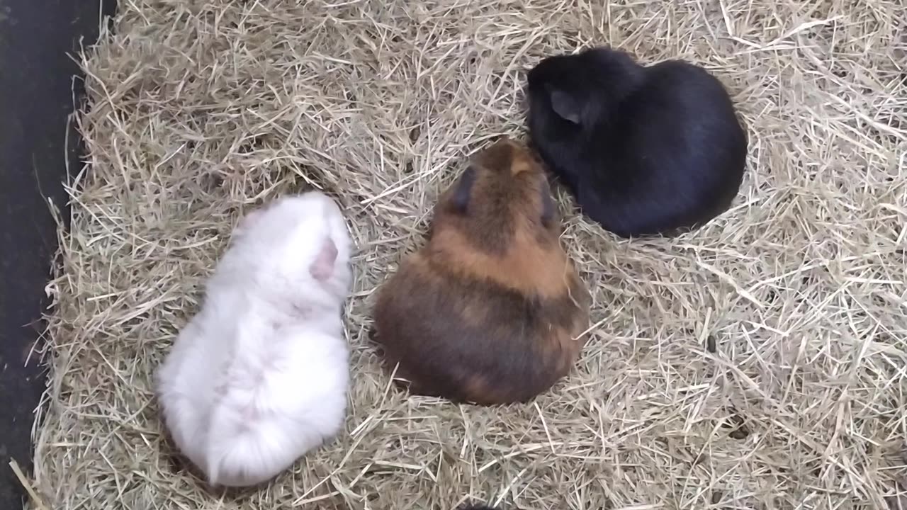 Guinea pigs