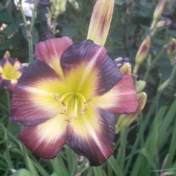Daylily