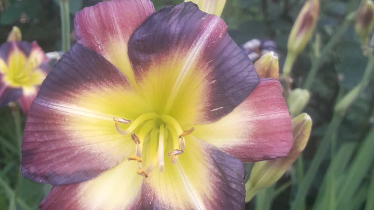 Daylily