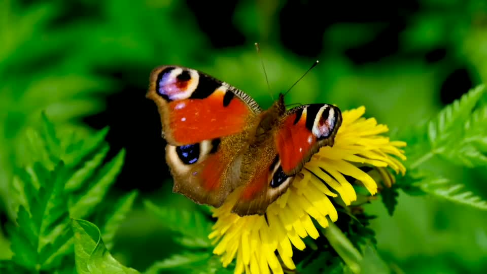 Peaceful Relaxing Instrumental Music, Meditation Calm Music, "Butterfly Garden" By Tim Janis