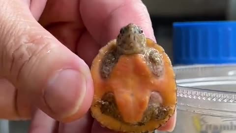 Baby Turtle