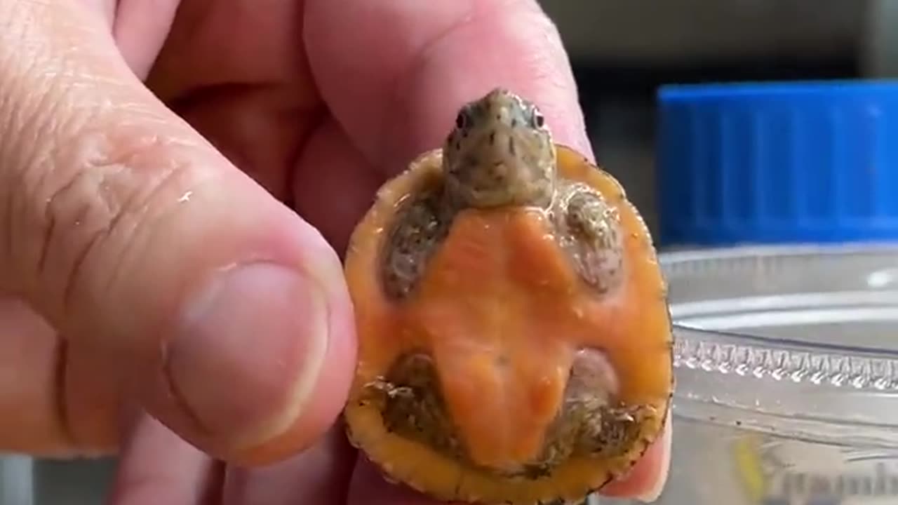 Baby Turtle