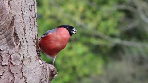 Great shot of a bullfinch