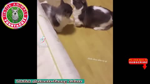 Cutest Cat ever in TIK TOK