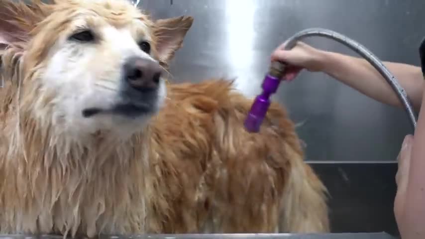 Epic transformation on an angry Chow Chow