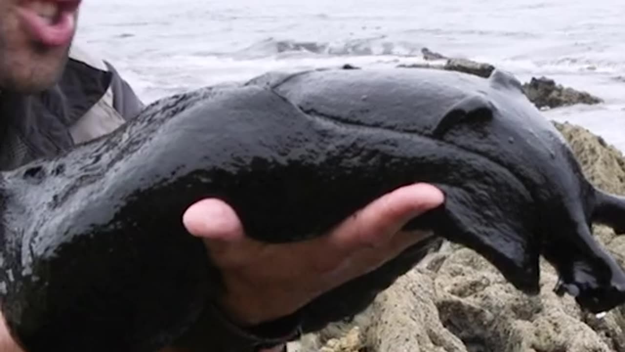 A slug that is bigger than your arm?! And slimy??