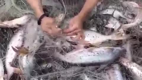Many fish almost broke the fishing net