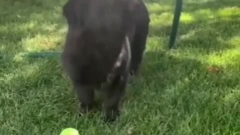 A beautiful dog
