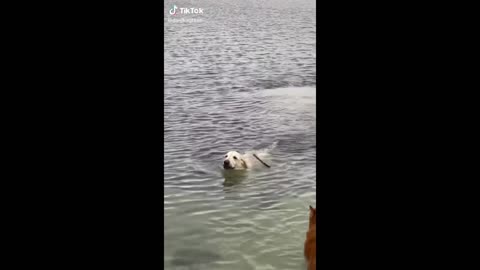 Funny Animal Videos 2022 😂 - Funniest Cats And Dogs Video 😺😍