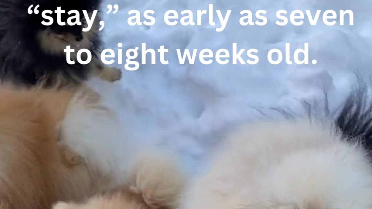 facts about puppies....9/15