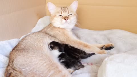 3 baby kittens are too free