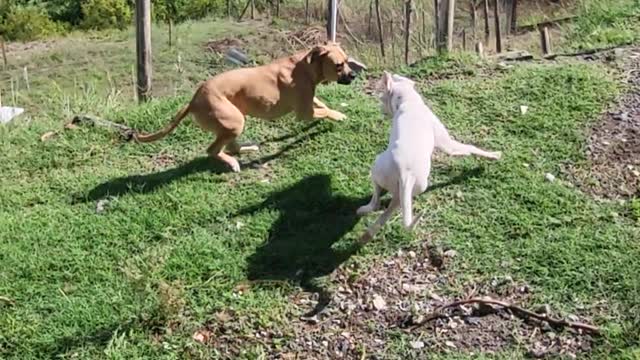 My 2 girls playing