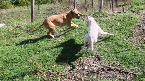 My 2 girls playing