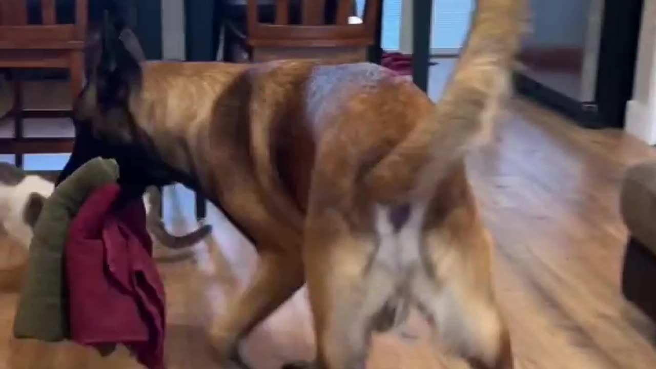 Dog Helps With Towels #dog #smartdog #doglife