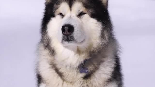 Alaskan malamute !!