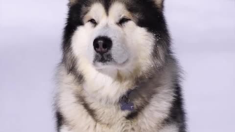 Alaskan malamute !!