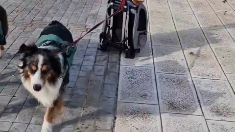 Dog Pulls Cats Along in Rolling Backpack ViralHog