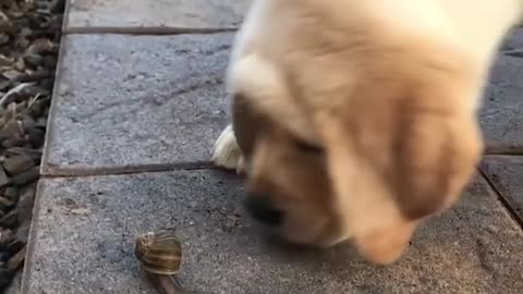 Cute dogs