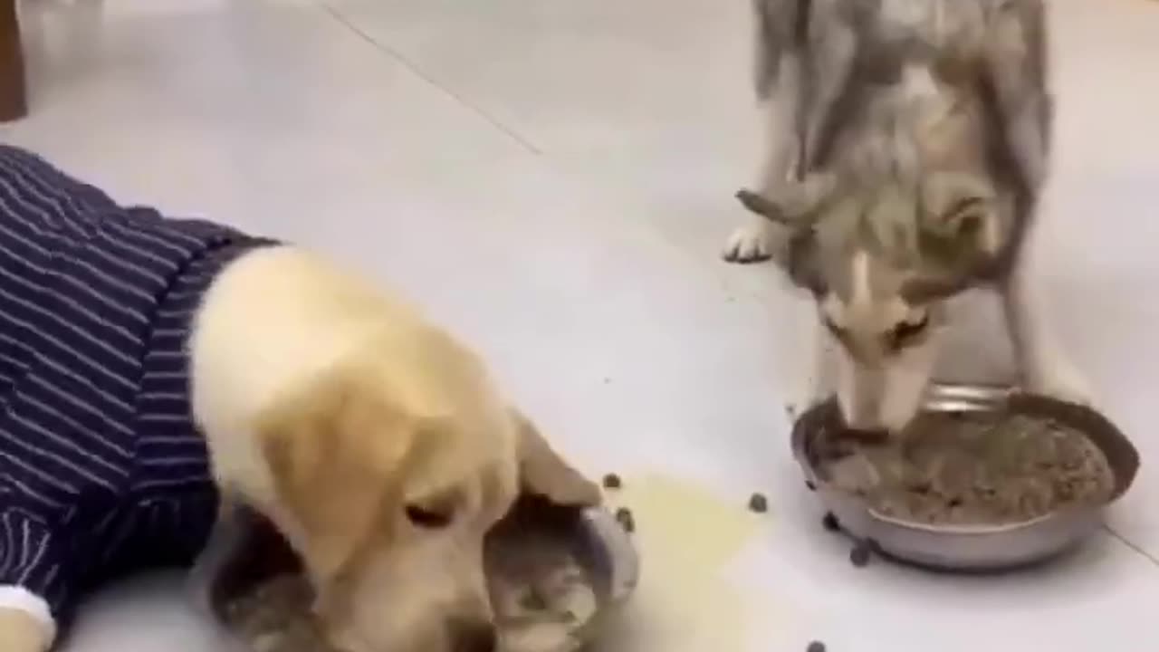 Funny Animal Videos 2023 | Funniest Cats And Dogs Video #shorts