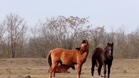 Wild Horses In Russia| Horse: In The Wild | Real Wild