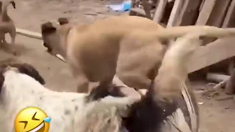 Funny Animal Videos Of The Day