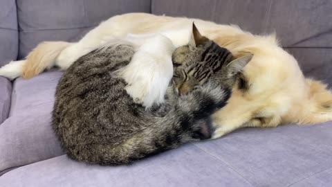 Amazing Love Between Golden Retriever and Cute Cat!!