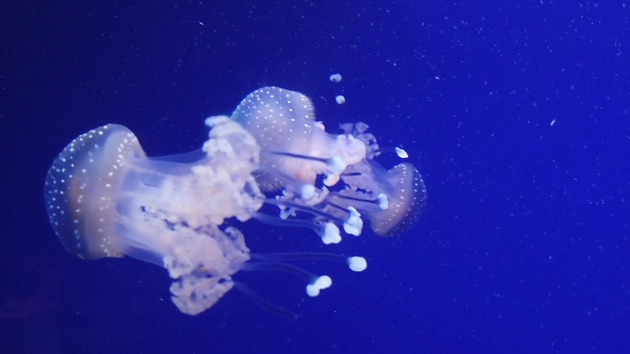 Aquarium Jellyfish Jelly Underwater Marine Fish