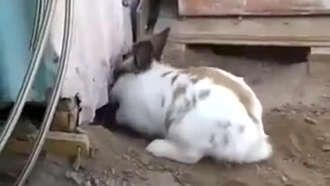 Rabbit save a cat 🐇😮