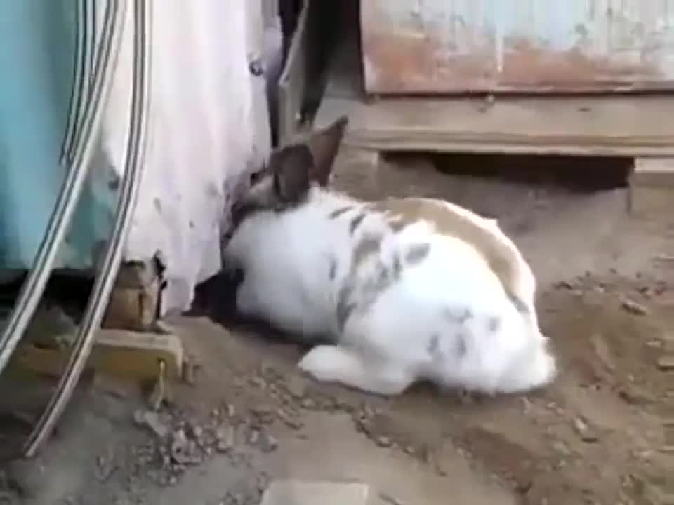 Rabbit save a cat 🐇😮