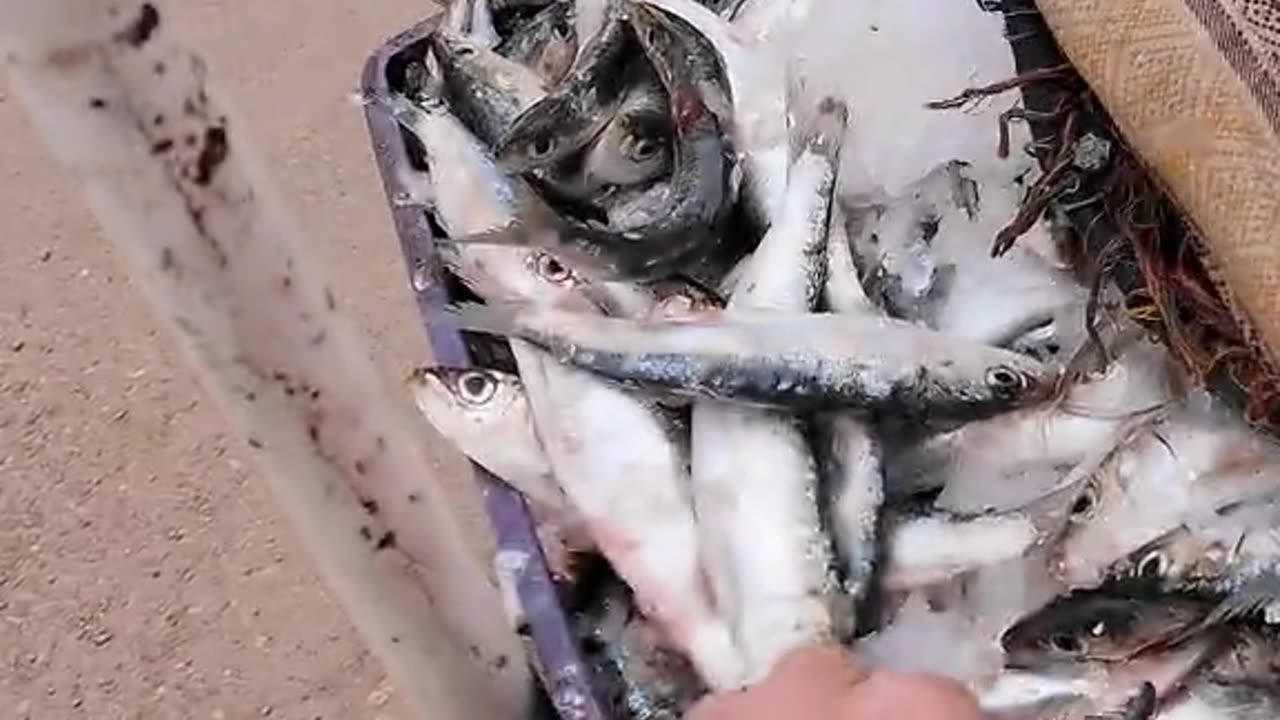 Los gatos
