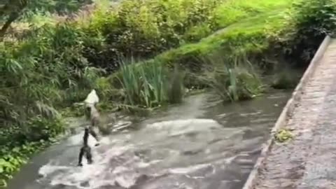 Dogs lover must watch