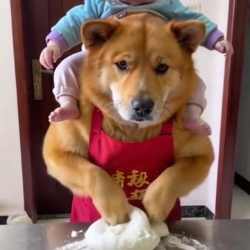 Dog helps me with housework