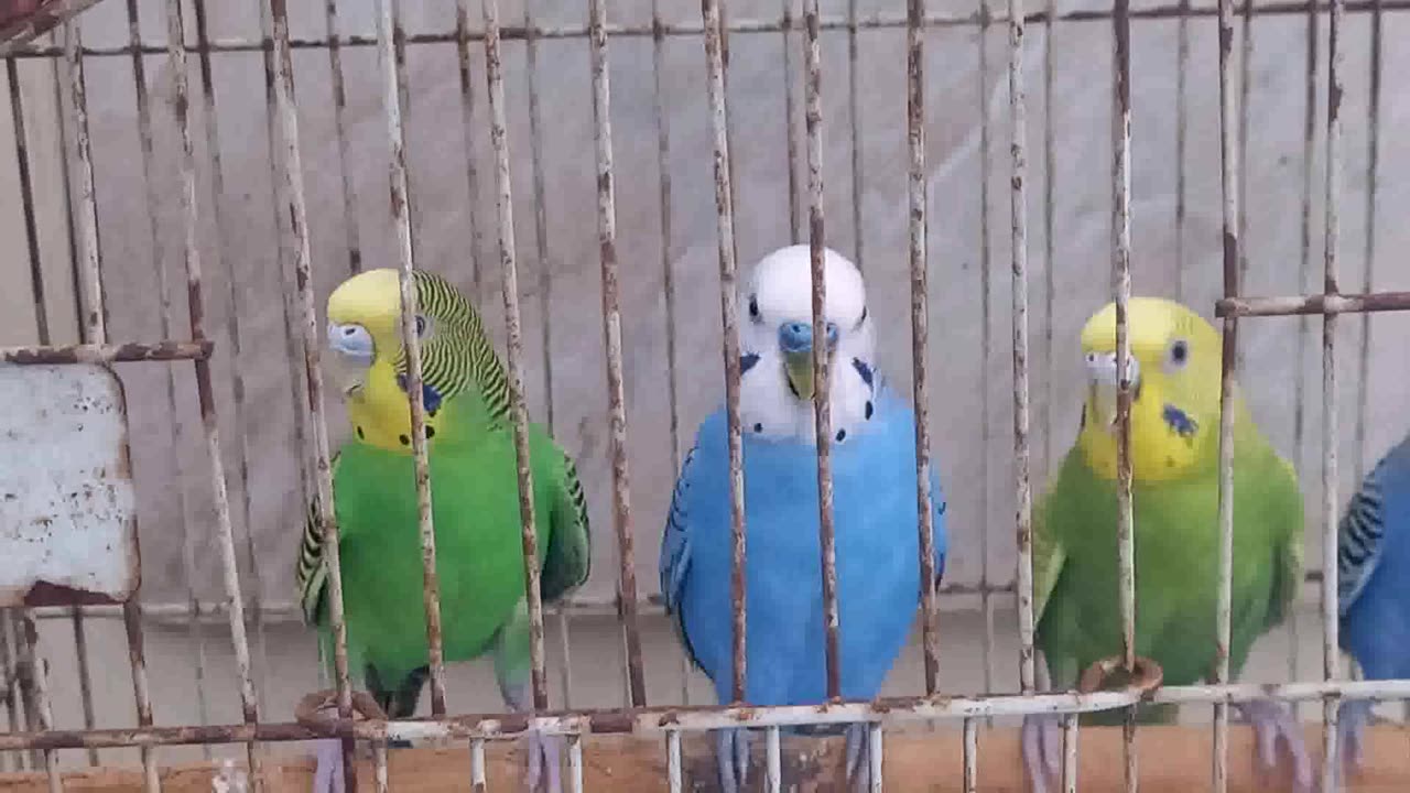 Budgies Relaxing sound