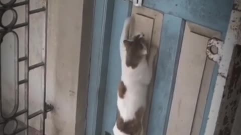 The cat put a bell on the door very funny video