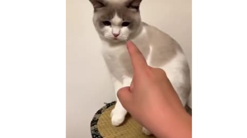 Playing with Cat