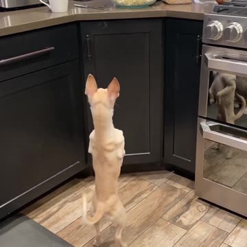 popcorn is good but are treats are poppin just great