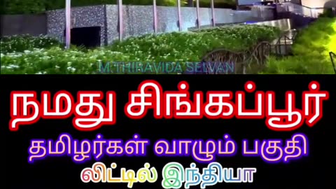 நமது சிங்கப்பூரில் தமிழர்கள் வாழும் பகுதி SINGAPORE TMS FANS M.THIRAVIDA SELVAN PART 5