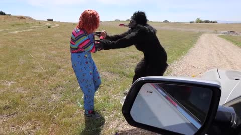 Chucky Surprises Puppy With Car Ride Chase!(2)