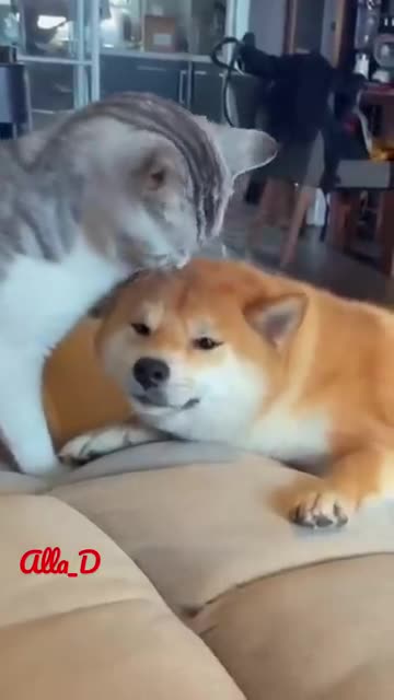 Unlikely Friendship: Astonishing Cat and Dog Duo! Short #shorts #funnymemes #syl_vester