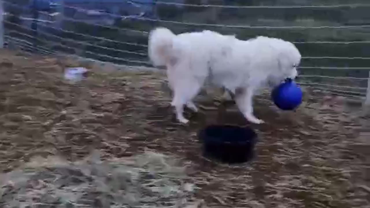 Max gets over his fear 😂 #Great Pyrenees, #lgd #homesteading #familyfarm