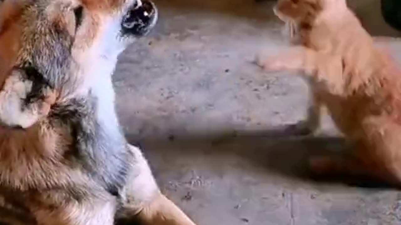cat and dog fighting