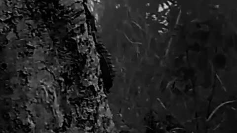 Said emotional reel