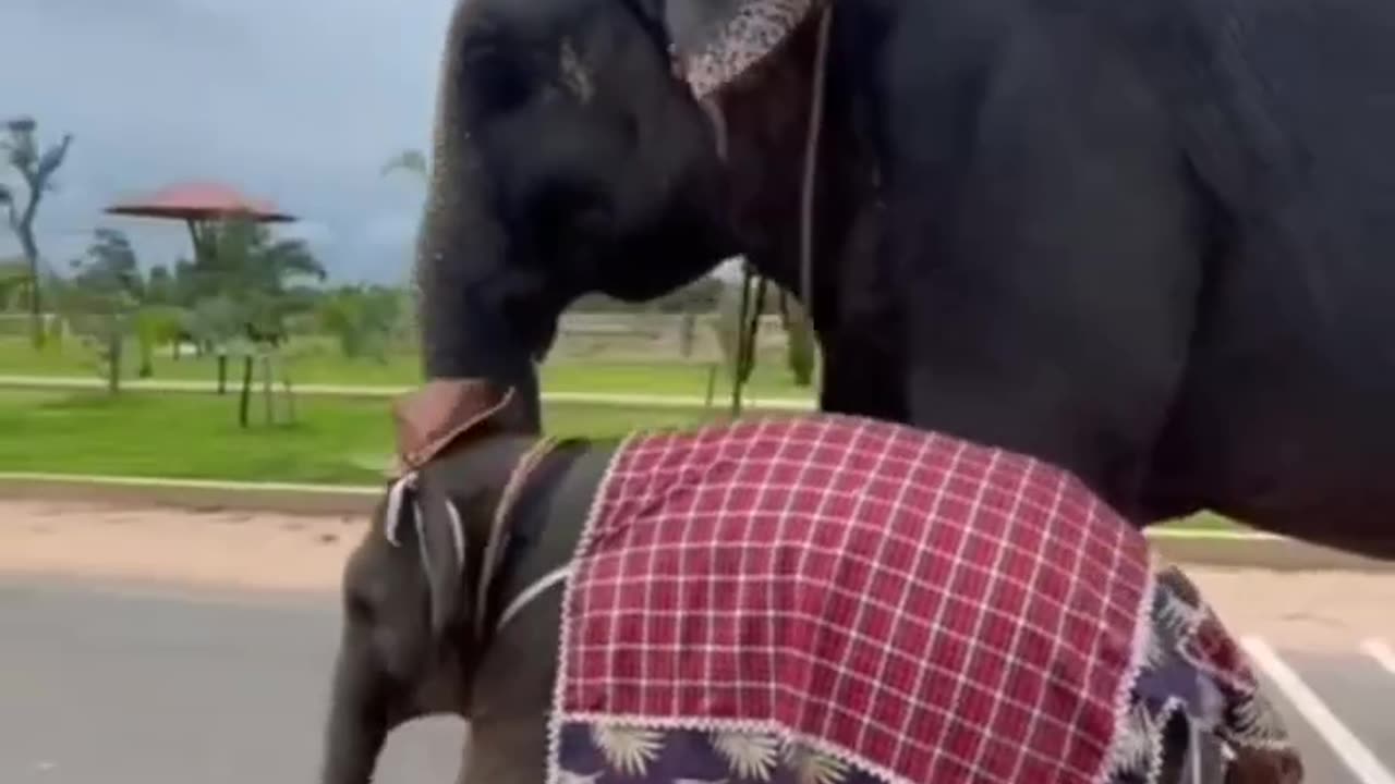 Elephant baby