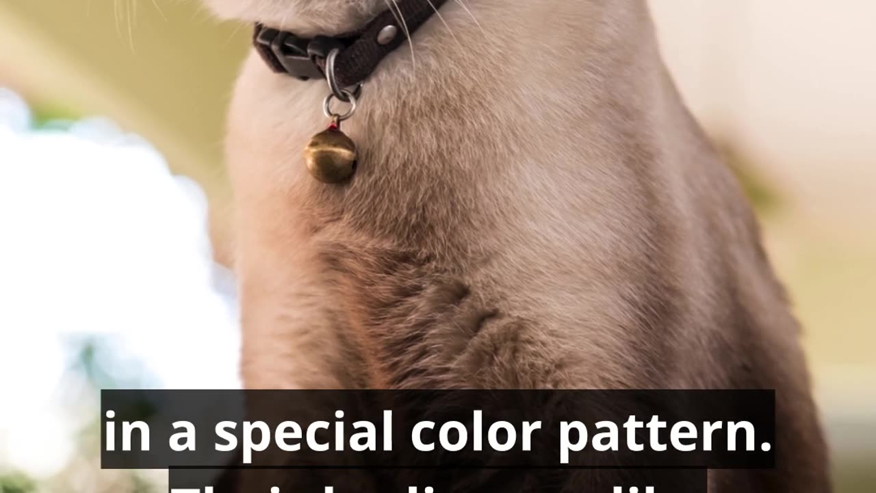 Siamese Cat Is So Beautiful!