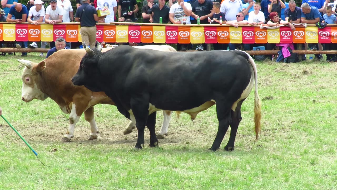 Brko od Stjepića vs Brizan od Karasalihovića
