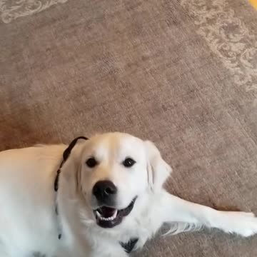 How many fuzzy tails