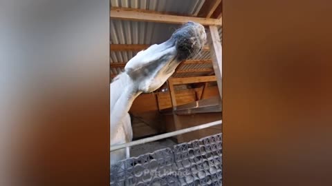 Crazy Horse Fails: The Best Horse Videos Ever | Pets Island