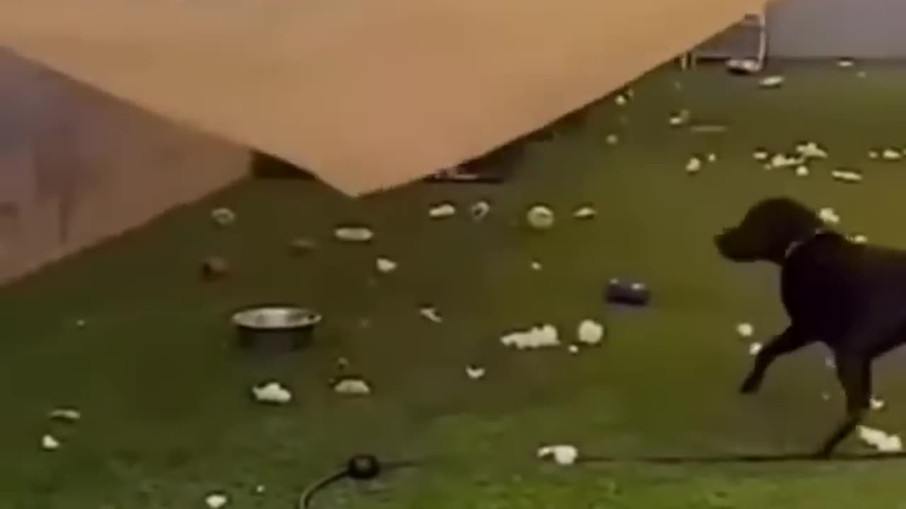 Smart Animals