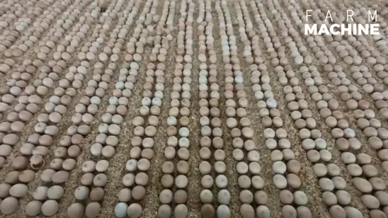 How Australian Farmers Raise millions chicken!