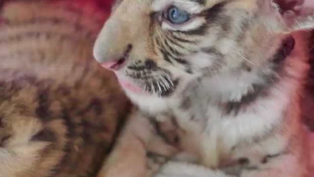 Challenge the best natured baby tiger on the web